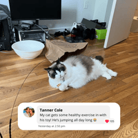 Interactive Bird Simulator