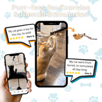 Interactive Bird Simulator