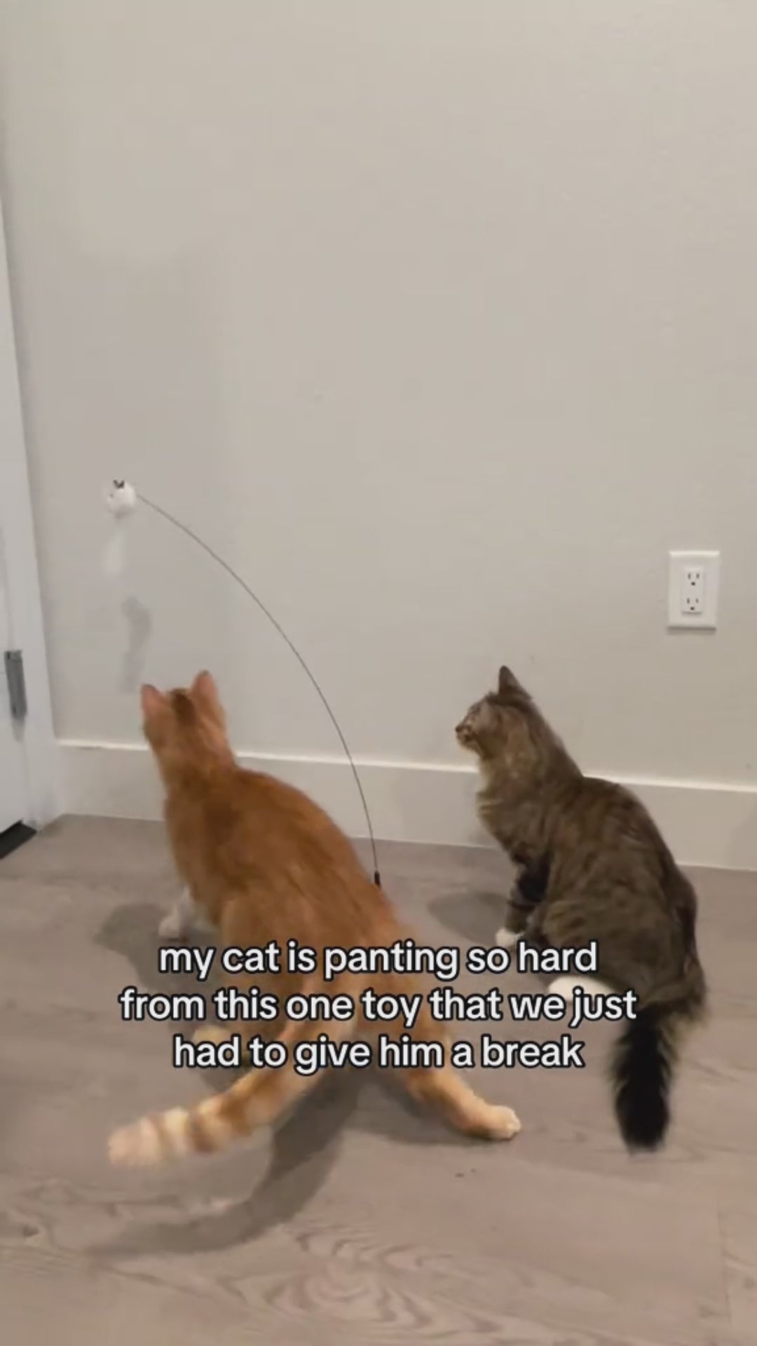 Interactive Bird Simulator video