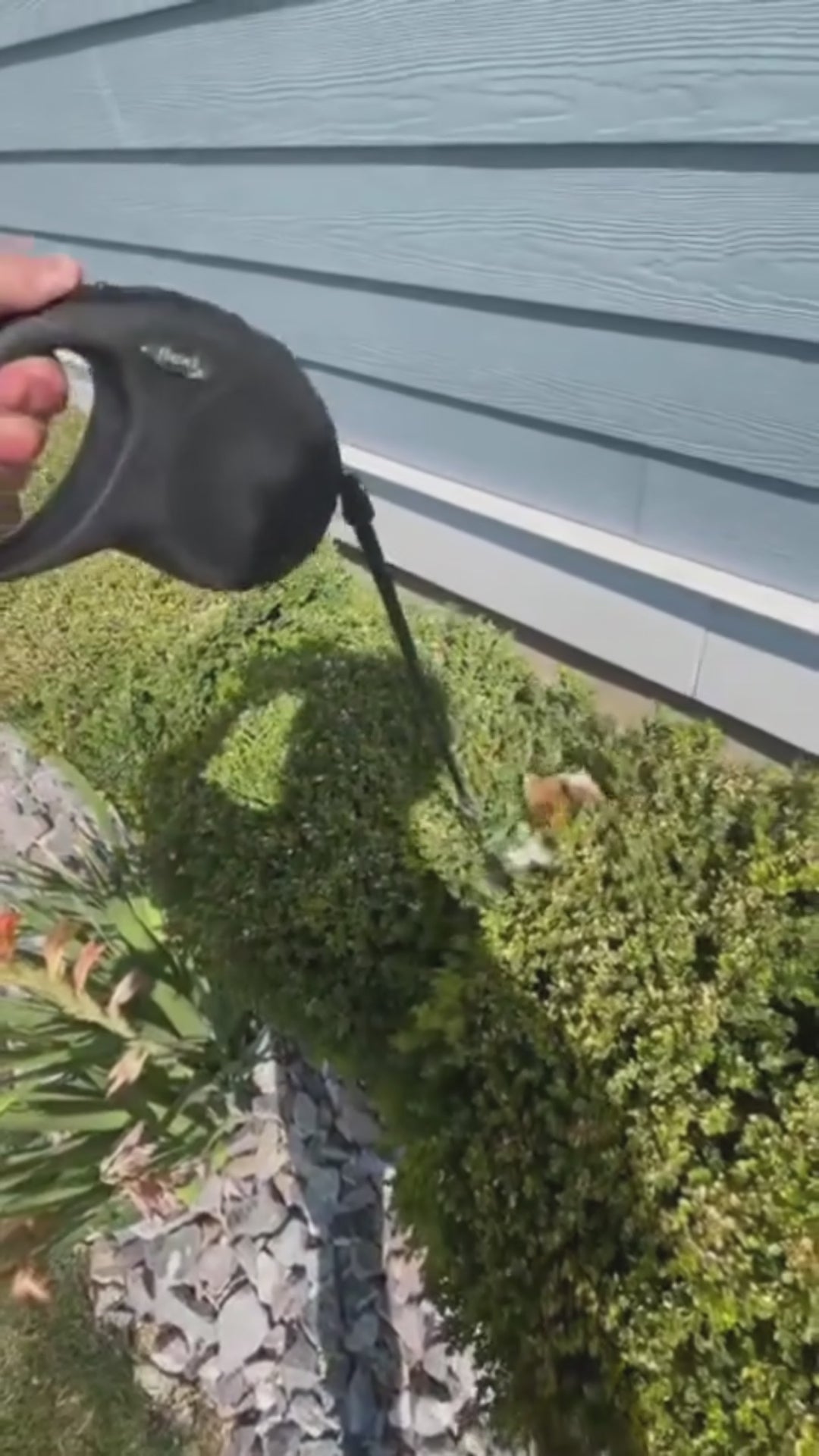 Interactive Bird Simulator video