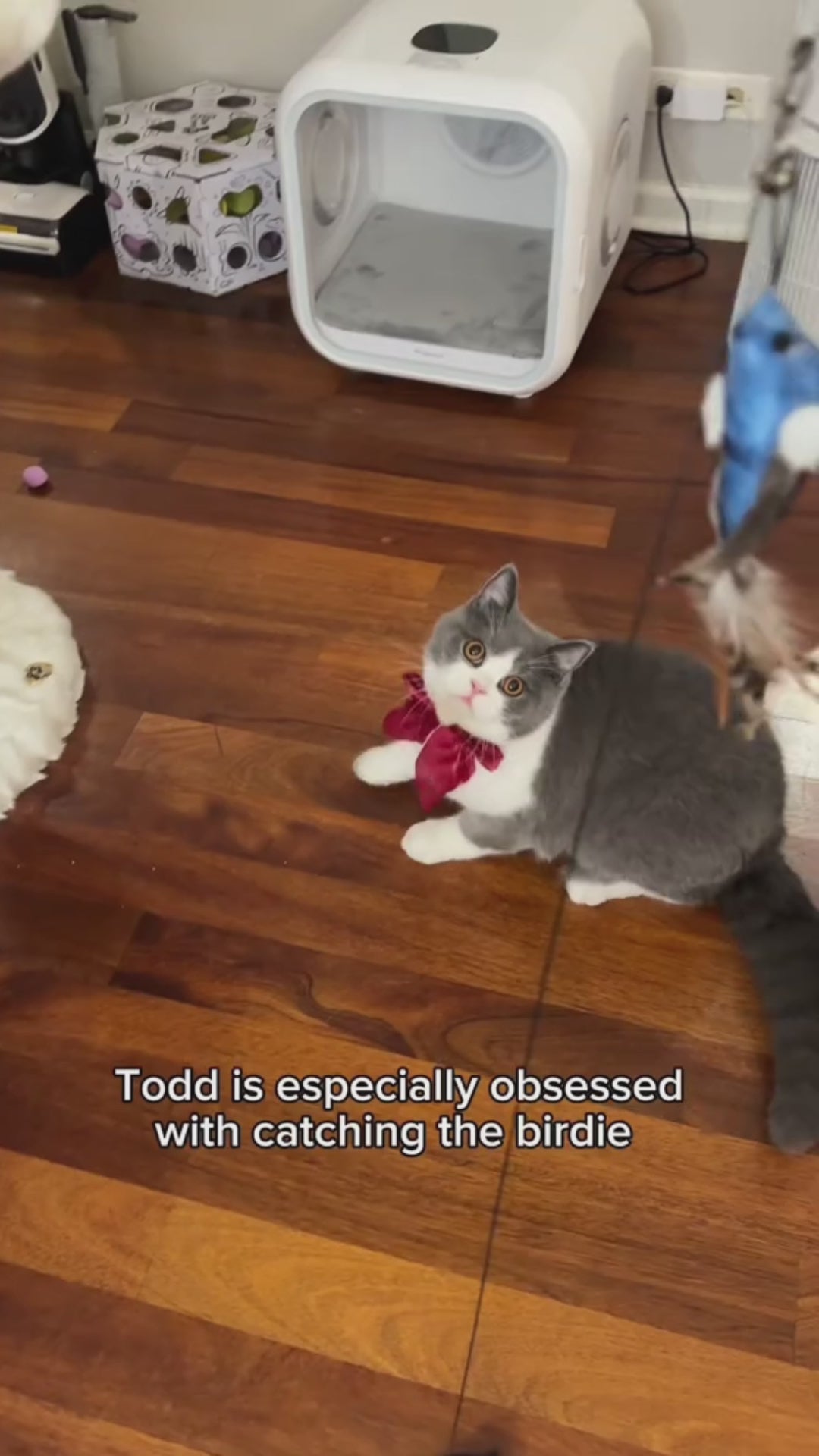 Interactive Bird Simulator video